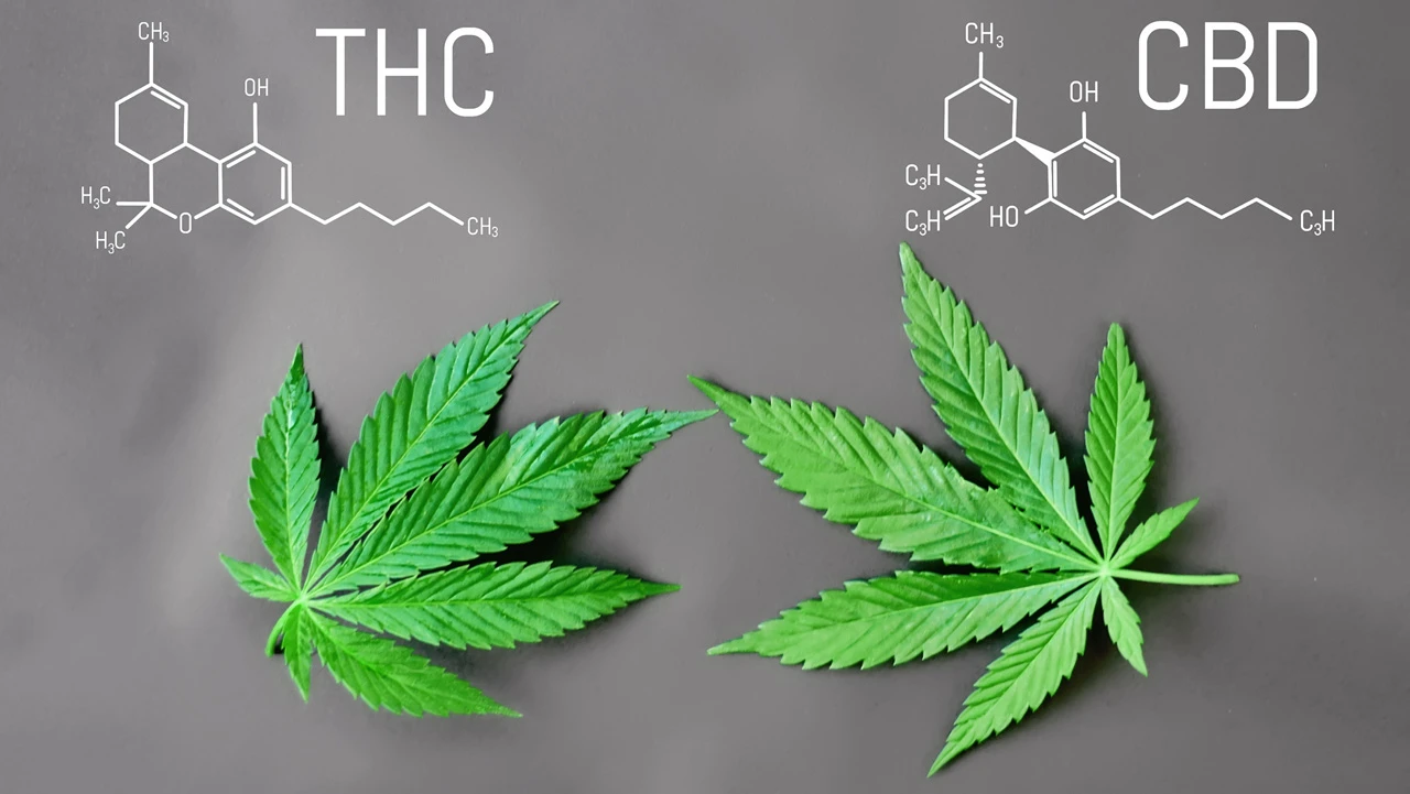 CBD THC difference 1