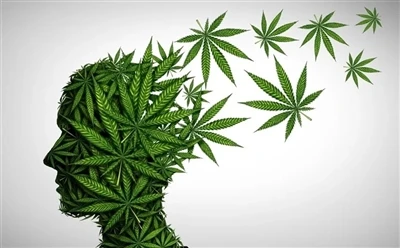Како користити ЦБД уље за оптималне предности: Потпуни водич?